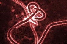 ebola virus ebole