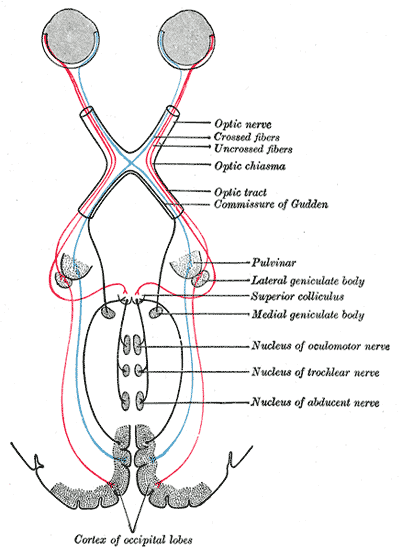 vidni-zivec-nervus-opticus